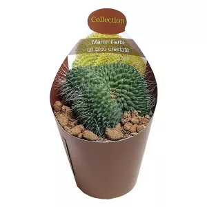 Kaktus (Mammillaria spinosissima un pico crestata) w doniczce ø 6,5 cm