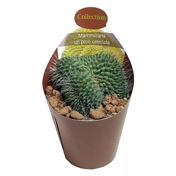 Kaktus (Mammillaria spinosissima un pico crestata) w doniczce ø 6,5 cm