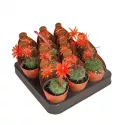 Kaktus (Matucana madisoniorum) w doniczce ø 6,5 cm