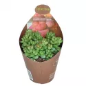 Crassula Elegans (Crassula) w doniczce ø 6,5 cm