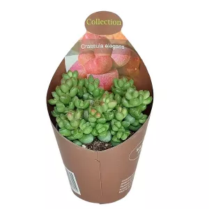 Crassula Elegans (Crassula) w doniczce ø 6,5 cm