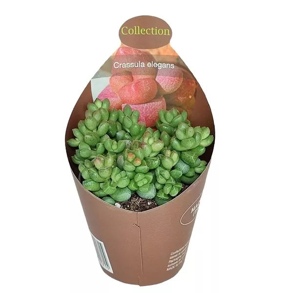 Crassula Elegans (Crassula) w doniczce ø 6,5 cm