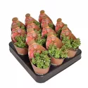 Crassula Elegans (Crassula) w doniczce ø 6,5 cm