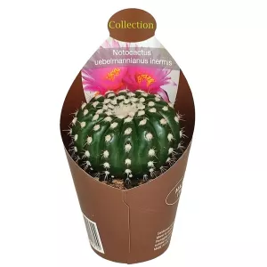 Kaktus (Notocactus uebelmannianus inermis) w doniczce ø 6,5 cm