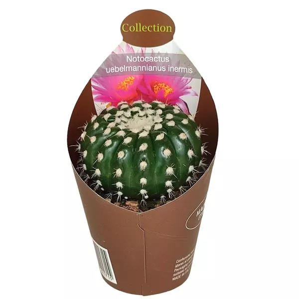 Kaktus (Notocactus uebelmannianus inermis) w doniczce ø 6,5 cm