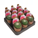 Kaktus (Notocactus uebelmannianus inermis) w doniczce ø 6,5 cm