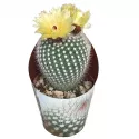 Kaktus Frosty White (Notocactus scopa) w doniczce ø 6,5 cm