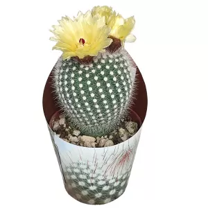 Kaktus Frosty White (Notocactus scopa) w doniczce ø 6,5 cm
