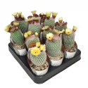 Kaktus Frosty White (Notocactus scopa) w doniczce ø 6,5 cm
