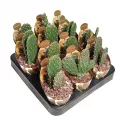 Kaktus (Opuntia consolea rubescens) w doniczce ø 6,5 cm