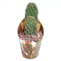 Kaktus (Opuntia consolea rubescens) w doniczce ø 6,5 cm
