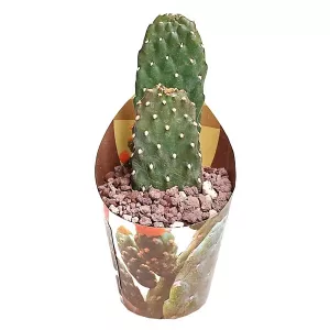 Kaktus (Opuntia consolea rubescens) w doniczce ø 6,5 cm