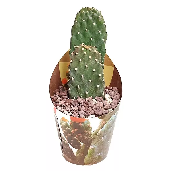 Kaktus (Opuntia consolea rubescens) w doniczce ø 6,5 cm