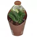 Kaktus (Opuntia cylindrica crestata) w doniczce ø 6,5 cm