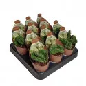 Kaktus (Opuntia cylindrica crestata) w doniczce ø 6,5 cm