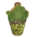 Kaktus (Opuntia microdasys undulata) w doniczce ø 6,5 cm