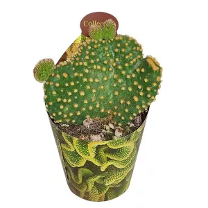 Kaktus (Opuntia microdasys undulata) w doniczce ø 6,5 cm