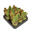 Kaktus (Opuntia microdasys undulata) w doniczce ø 6,5 cm