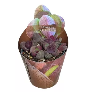 Pleiospilos Royal Flush (Pleiospilos nelii) w doniczce ø 6,5 cm