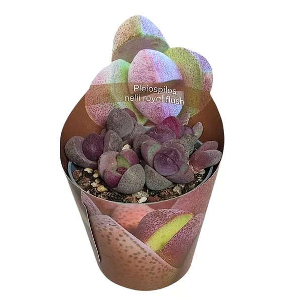 Pleiospilos Royal Flush (Pleiospilos nelii) w doniczce ø 6,5 cm