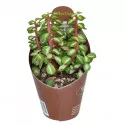 Portulacaria (Portulacaria afra mediopicta) w doniczce ø 6,5 cm