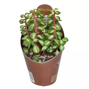 Portulacaria (Portulacaria afra mediopicta) w doniczce ø 6,5 cm