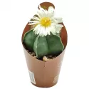 Kaktus (Astrophytum myriostigm nudum) w doniczce ø 6,5 cm