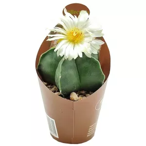 Kaktus (Astrophytum myriostigm nudum) w doniczce ø 6,5 cm