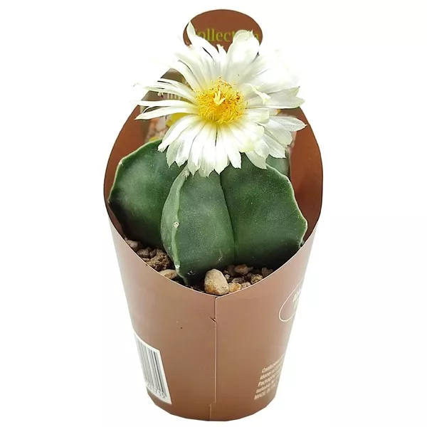 Kaktus (Astrophytum myriostigm nudum) w doniczce ø 6,5 cm