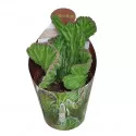 Kaktus (Stapelia leendertziae crestata) w doniczce ø 6,5 cm