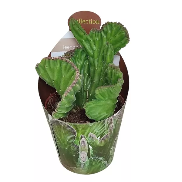 Kaktus (Stapelia leendertziae crestata) w doniczce ø 6,5 cm