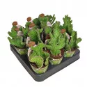 Kaktus (Stapelia leendertziae crestata) w doniczce ø 6,5 cm