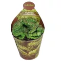 Euphorbia (Euphorbia horrida crestata) w doniczce ø 6,5 cm