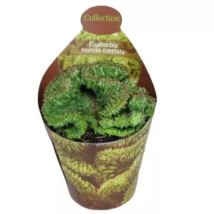 Euphorbia (Euphorbia horrida crestata) w doniczce ø 6,5 cm