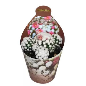 Kaktus (Mammillaria gracilis oruga) w doniczce ø 6,5 cm