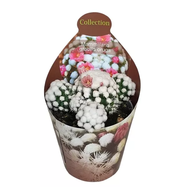 Kaktus (Mammillaria gracilis oruga) w doniczce ø 6,5 cm