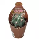 Kaktus (Glandulicactus mathssonii) w doniczce ø 6,5 cm