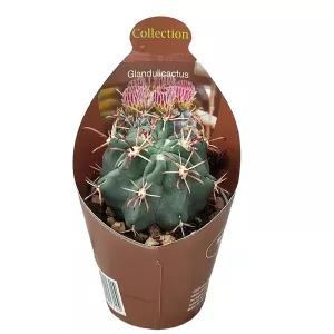 Kaktus (Glandulicactus mathssonii) w doniczce ø 6,5 cm