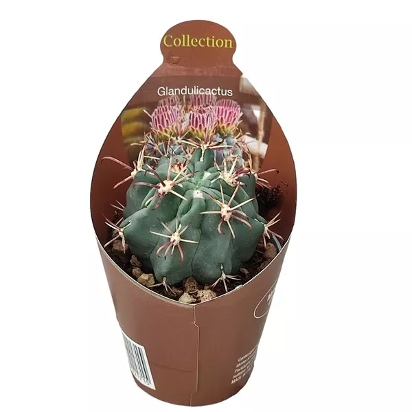 Kaktus (Glandulicactus mathssonii) w doniczce ø 6,5 cm