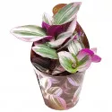 Tradescantia Nanouk (Tradescantia albiflora) w doniczce ø 6,5 cm