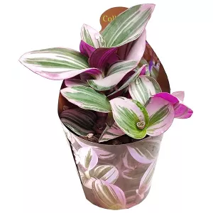 Tradescantia Nanouk (Tradescantia albiflora) w doniczce ø 6,5 cm