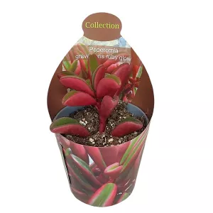 Peperomia Ruby Glow (Peperomia graveolens) w doniczce ø 6,5 cm
