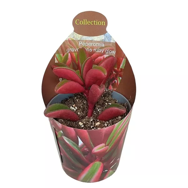 Peperomia Ruby Glow (Peperomia graveolens) w doniczce ø 6,5 cm