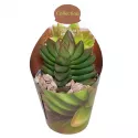Crassula Benjamin (Crassula) w doniczce ø 6,5 cm