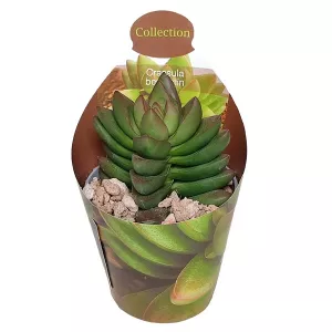 Crassula Benjamin (Crassula) w doniczce ø 6,5 cm