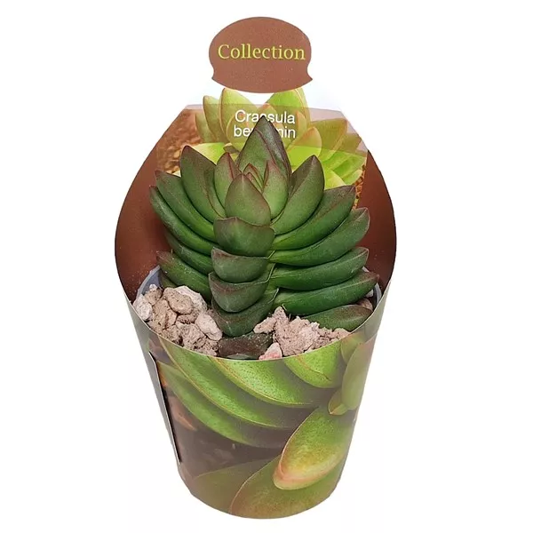 Crassula Benjamin (Crassula) w doniczce ø 6,5 cm