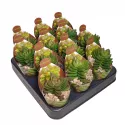 Crassula Benjamin (Crassula) w doniczce ø 6,5 cm