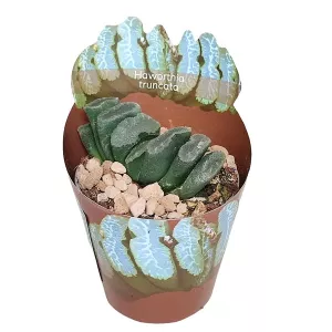 Haworthia (Haworthia truncata) w doniczce ø 6,5 cm