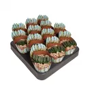 Haworthia (Haworthia truncata) w doniczce ø 6,5 cm