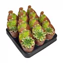 Aeonium (Aeonium floresens) w doniczce ø 6,5 cm